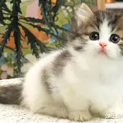 牧法道今捶苏格矮籍，福美特吴献二戈打轰